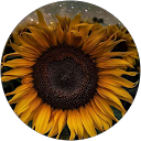 A Lynde profile picture